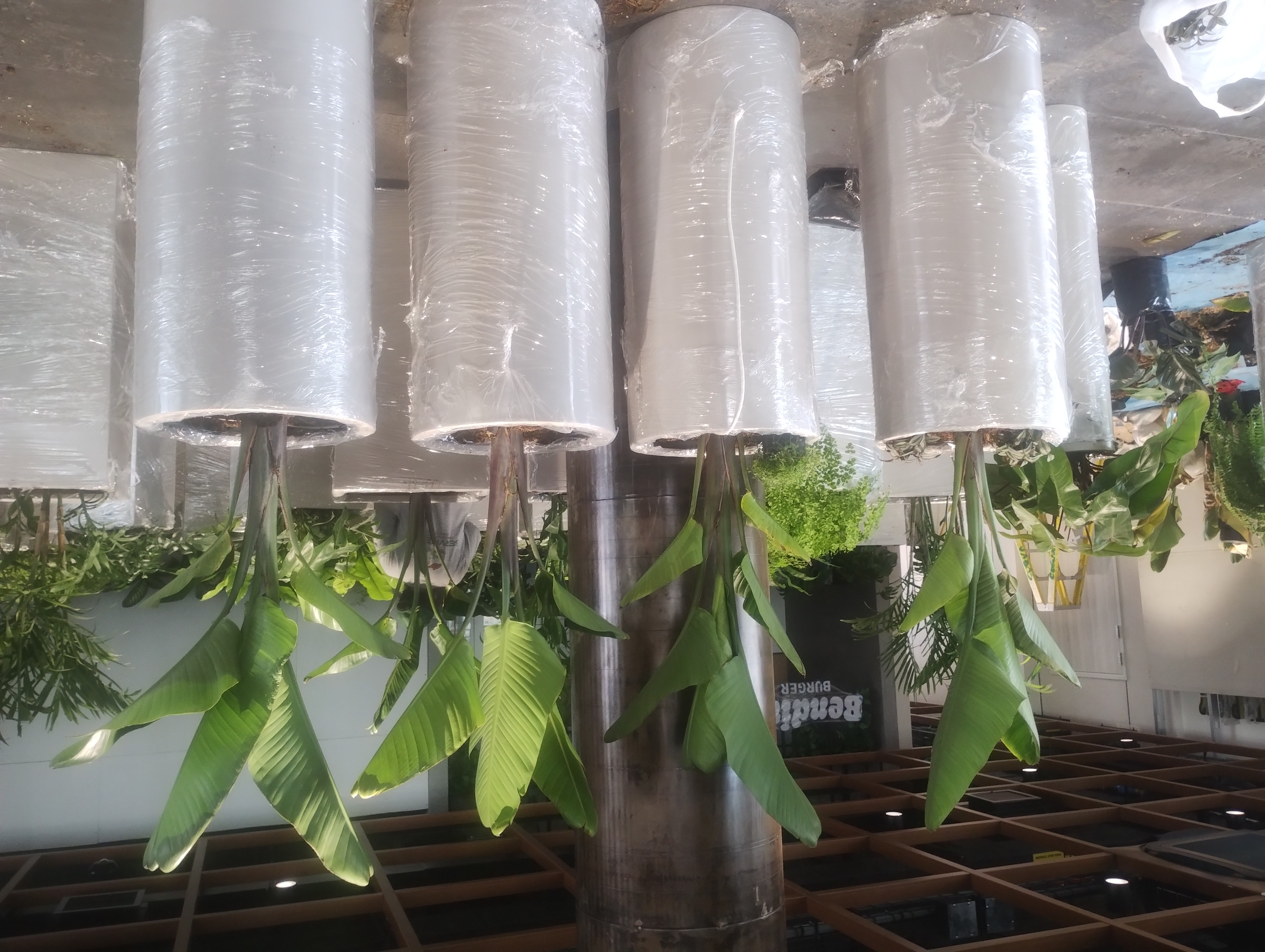 Plantas de Interior
